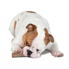 Petstages Dogwood Durable Stick