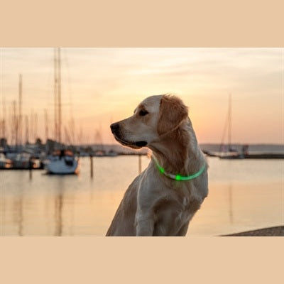 Trixie Leuchtkragen Usb Blitzlicht Wiederaufladbar Tpu Grün