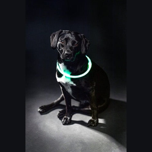 Trixie Leuchtkragen Usb Blitzlicht Wiederaufladbar Tpu Grün