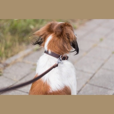 Trixie Hundeleine Rustikales Fettleder Dunkelbraun