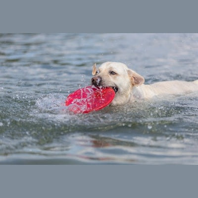 Trixie Hundescheibe Schwimmend Tpr Sortiert