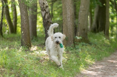 Trixie Be Eco Jumper Ball Floating Tpe Assorti