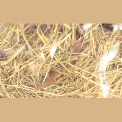 Excellent Hagebutte Und Minze