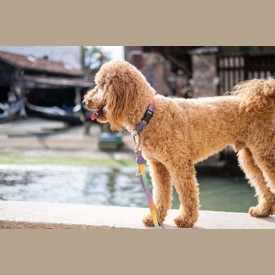 Morso Hundeleine Verstellbar Recycelt Frühlingsblüte