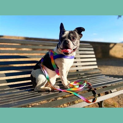 Morso Norwegisches Hundegeschirr Recycelte Frühlingsblüte