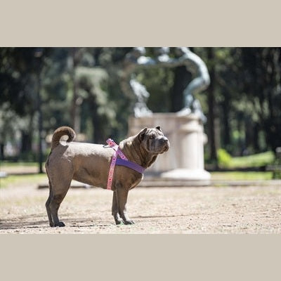 Morso Norwegisches Hundegeschirr Recycelt Süsser Tweet Rosa