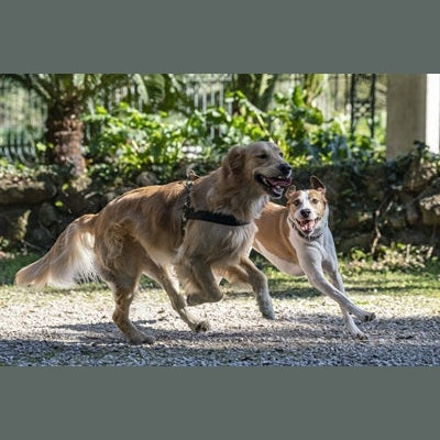 Morso Norwegisches Hundegeschirr Recyceltes Vollmetall Hundegeschirr Braun