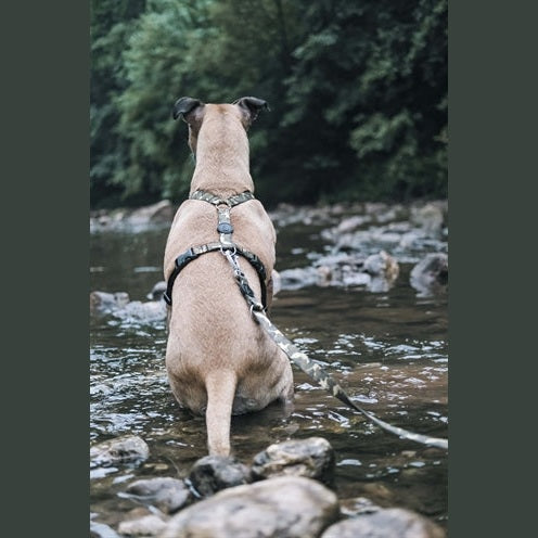 Morso Hundegeschirr H-Rig Recyceltes Vollmetall Hund Braun