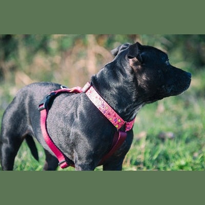 Morso Hundegeschirr Hundeleine Recycelt Rosa Think Pink