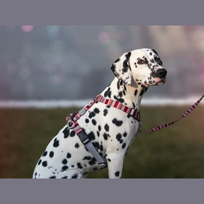 Morso Hundegeschirr H-Leine Recycelt Skyline Rot/Rosa