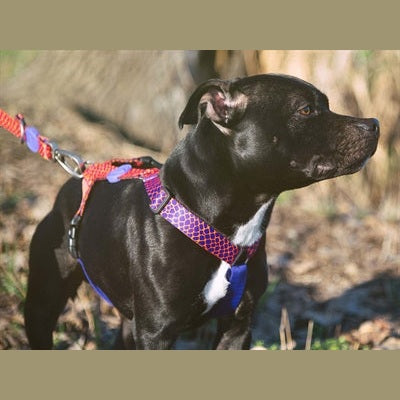 Morso Hundegeschirr H-Rig Recycelt Urban Lizard Rot