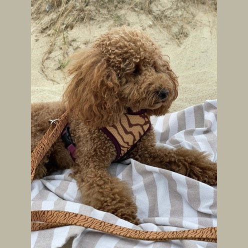 Morso Hundeleine Einstellbar Recycelt Dschungel Trommel Orange