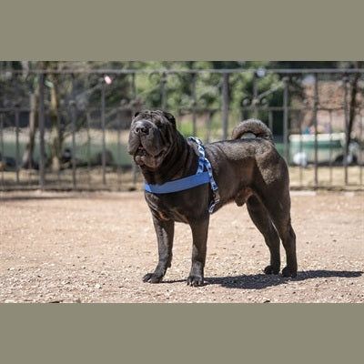 Morso Norwegisches Hundegeschirr Recycelt Splash Blau