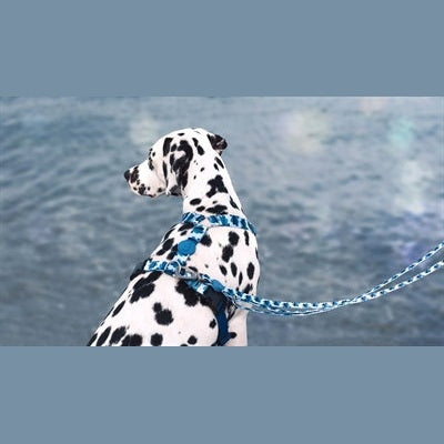 Morso Hundegeschirr H-Rig Recycelt Splash Blau