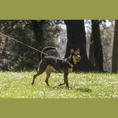 Morso Hundegeschirr Geschirr Aus Recycelten Spaghetti Vorfall