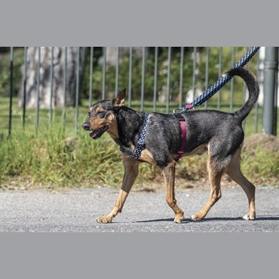 Morso Hundegeschirr H-Leine Recycelt Power Flow Schwarz