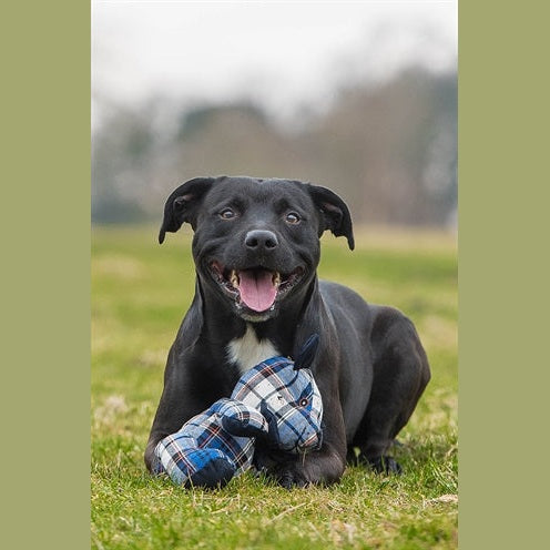 Rosewood Heidelbeere Bär Kariert Blau