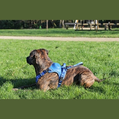 Zolux Easyride Hundegeschirr Blau