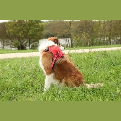 Zolux Easyride Hundegeschirr Rot