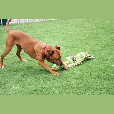 Happy Pet Glückliches Haustier Kingsize-Schleppseil